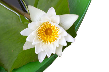 lotus,Beautifulの写真素材