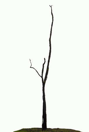 Beautiful dry tree on white backgroundの写真素材