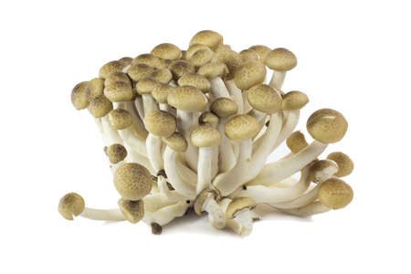 White mushrooms to deliciousの写真素材