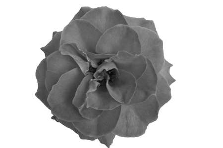 black Rose on white Backgroundの写真素材