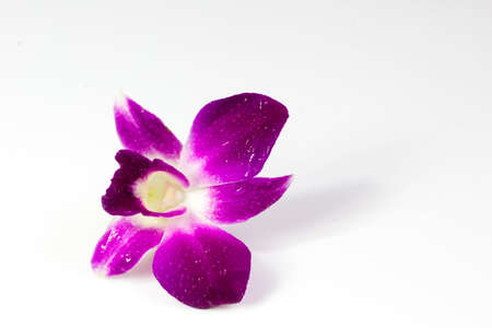  pink orchid flowers isolated on white backgroundの写真素材