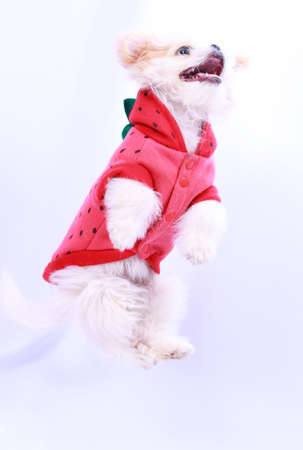 White poodle puppy wearing a red shirt. isolated on a white background .の写真素材