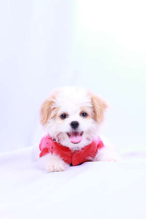 White poodle puppy wearing a red shirt. isolated on a white background .の写真素材