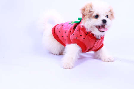 White poodle puppy wearing a red shirt. isolated on a white background .
