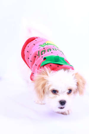 White poodle puppy wearing a red shirt. isolated on a white background .