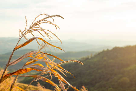 Nature LandScape Beautiful Thailandの写真素材