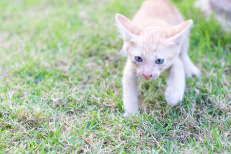 adorable meowing tabby kitten outdoorsの写真素材