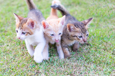 adorable meowing tabby kitten outdoors