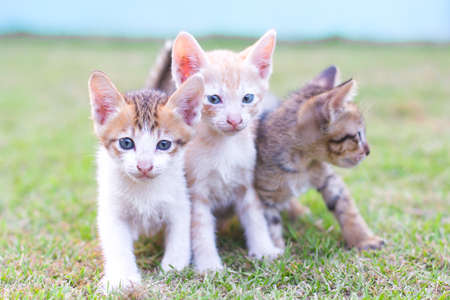 adorable meowing tabby kitten outdoorsの写真素材