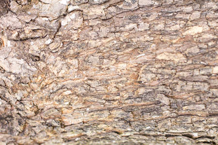 Old Wood Tree Texture Background Pattern