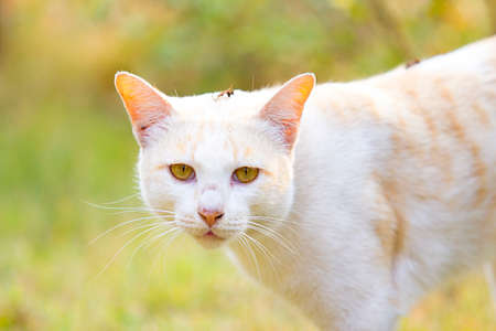 adorable meowing tabby kitten outdoorsの写真素材
