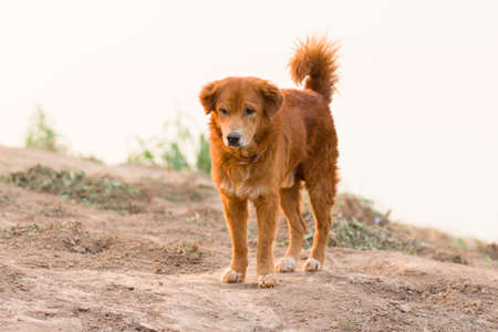 Purebred little puppy go awayの写真素材