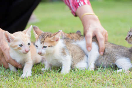 adorable meowing tabby kitten outdoorsの写真素材