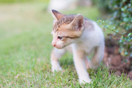 adorable meowing tabby kitten outdoorsの写真素材