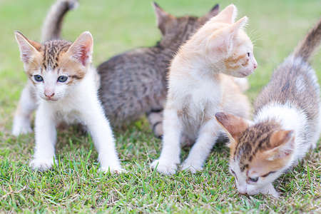 adorable meowing tabby kitten outdoorsの写真素材