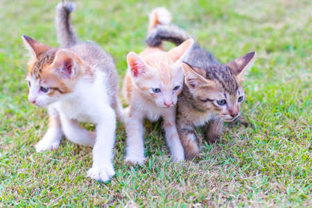 adorable meowing tabby kitten outdoorsの写真素材