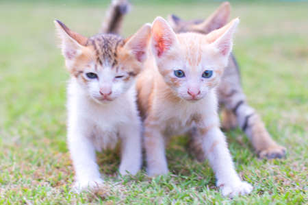 adorable meowing tabby kitten outdoorsの写真素材