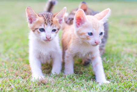 adorable meowing tabby kitten outdoorsの写真素材