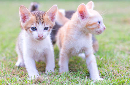adorable meowing tabby kitten outdoorsの写真素材