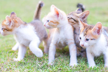 adorable meowing tabby kitten outdoorsの写真素材