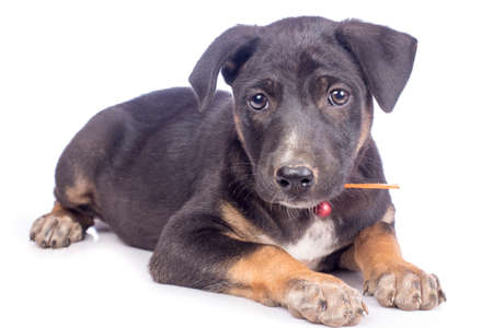 Cute black puppyの写真素材