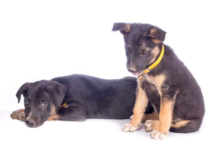 Cute black puppyの写真素材