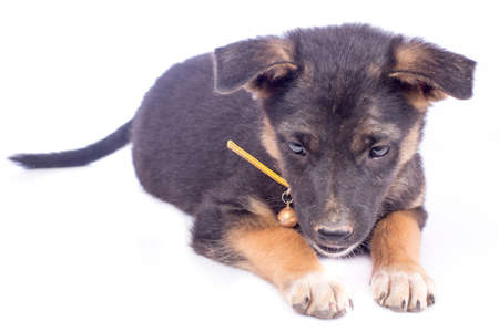 Cute black puppyの写真素材