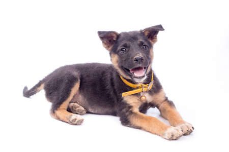 Cute black puppyの写真素材