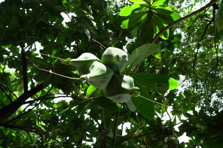 Ripe Fruit on Tree Branch. The Foliage on the Backgroundの写真素材