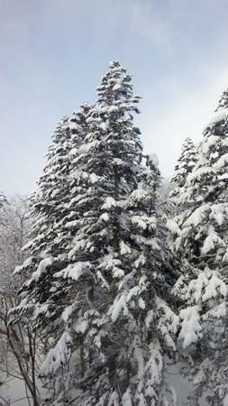 pine tree with winter snowの写真素材