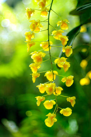 beautiful yellow orchid with lively green backgroundの写真素材
