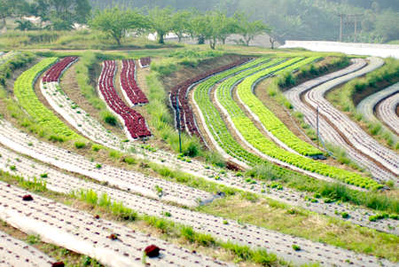 step vegetable farmの写真素材