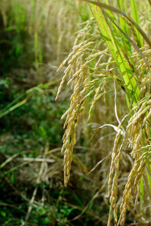rice field close upの写真素材