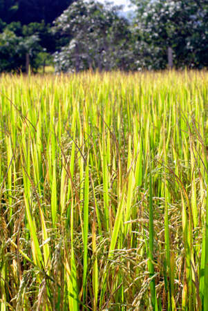 green golden rice fieldの写真素材