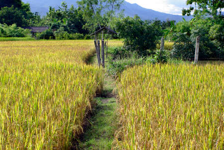 rice filed and walk wayの写真素材