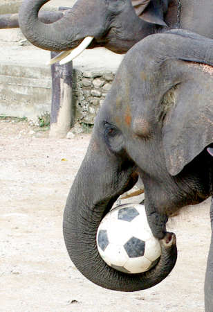 elephant farm in Thailand, tourist attractionの写真素材