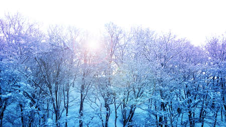 winter wonderland with blue and purple lightの写真素材