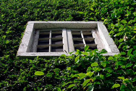 plant wall with white window