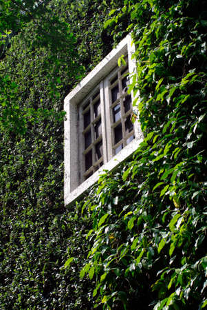 plant wall with white windowの写真素材