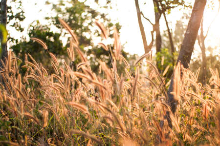 beautiful grass flower in sun light backgroundの写真素材