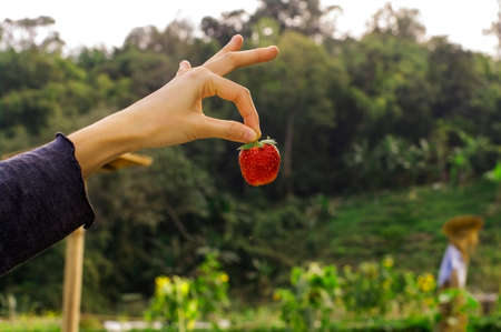 hand picked strawberry, holding at the farmの写真素材
