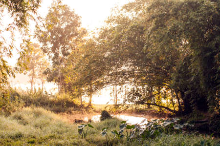 wet land natural scene at sun dawnの写真素材