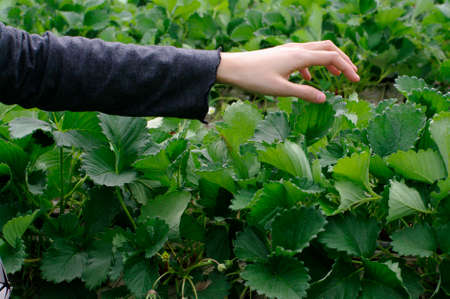 hand picked strawberries fresh from the farmの写真素材