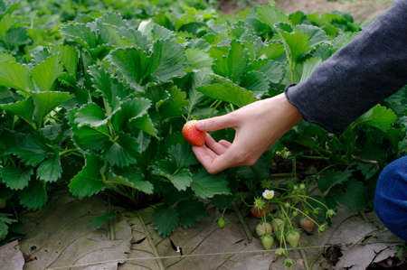 hand picked strawberries fresh from the farmの写真素材
