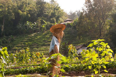 scarecrow, straw man at the sun set farmの写真素材