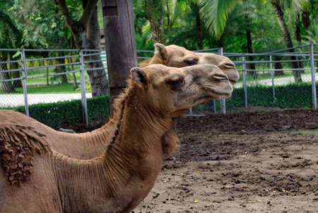 couple of camels in greenの写真素材