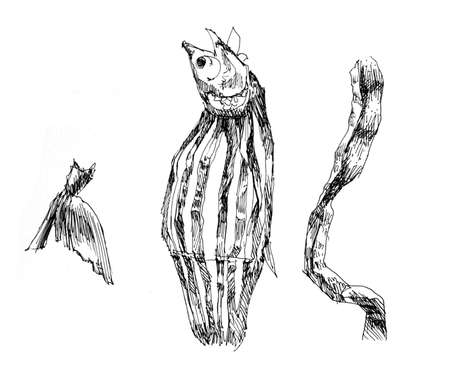 dried salmon shred pen illustrationの写真素材