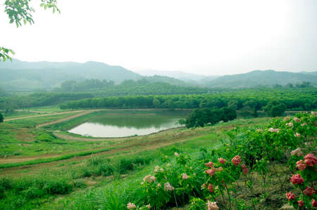 green tea farm on the hill with irrigation lake in the middleの写真素材