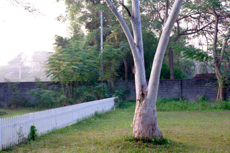 sunrise white fence in the parkの写真素材