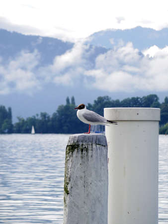 Gull on white pole at lake in switzerlandの写真素材